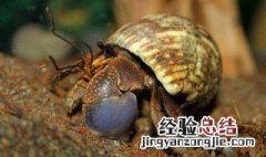 食用寄居蟹的注意事项 食用寄居蟹有什么需要注意的