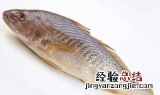 黄姑鱼的营养价值 什么是黄姑鱼