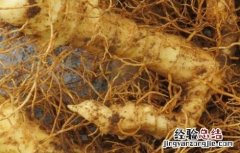 玉竹的养殖方法和注意事项 种植玉竹需要注意什么
