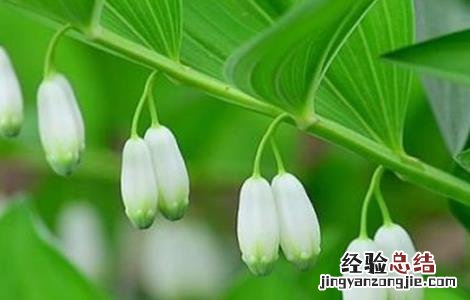 玉竹的养殖方法和注意事项 种植玉竹需要注意什么