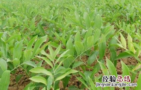 玉竹的养殖方法和注意事项 种植玉竹需要注意什么