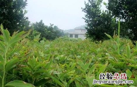 玉竹的养殖方法和注意事项 种植玉竹需要注意什么