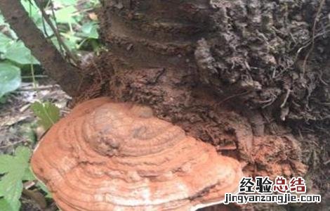 种植灵芝需要注意什么事项 种植灵芝需要注意什么