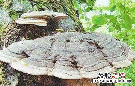 种植灵芝需要注意什么事项 种植灵芝需要注意什么