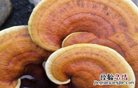 种植灵芝需要注意什么事项 种植灵芝需要注意什么