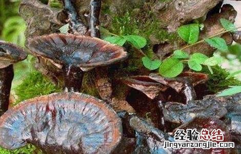 种植灵芝需要注意什么事项 种植灵芝需要注意什么