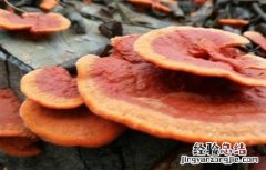 种植灵芝需要注意什么事项 种植灵芝需要注意什么