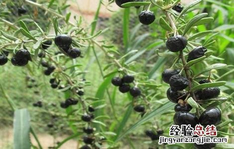 黑枸杞该怎么种植才能发芽 黑枸杞该怎么种植