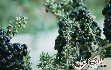 黑枸杞该怎么种植才能发芽 黑枸杞该怎么种植