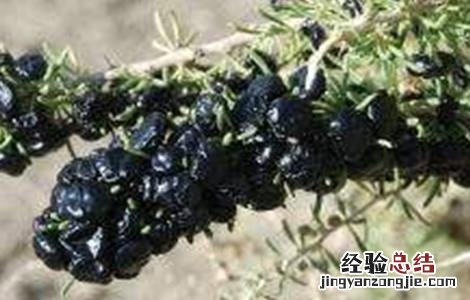 黑枸杞该怎么种植才能发芽 黑枸杞该怎么种植