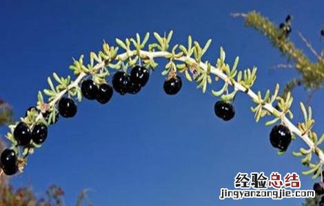 黑枸杞该怎么种植才能发芽 黑枸杞该怎么种植
