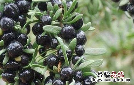 黑枸杞该怎么种植才能发芽 黑枸杞该怎么种植