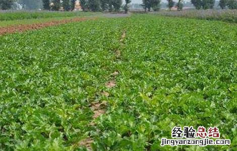 沙参怎么种好 沙参好种吗