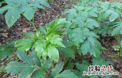 沙参怎么种好 沙参好种吗