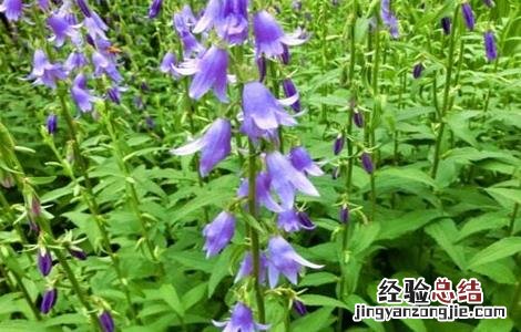 沙参怎么种好 沙参好种吗