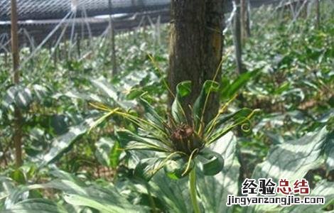 重楼适合种植在哪里?需要注意什么? 种植重楼需要注意什么