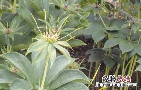 重楼适合种植在哪里?需要注意什么? 种植重楼需要注意什么