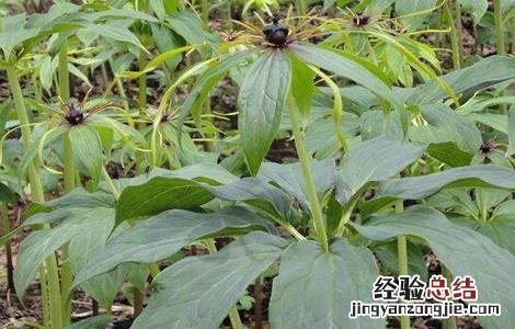 重楼适合种植在哪里?需要注意什么? 种植重楼需要注意什么