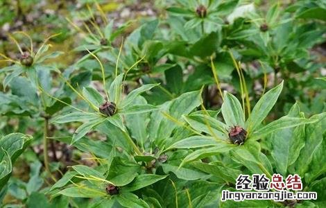 重楼适合种植在哪里?需要注意什么? 种植重楼需要注意什么