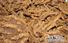 黄连怎么种好 黄连怎么种好看