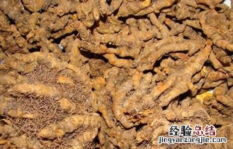 黄连怎么种好 黄连怎么种好看