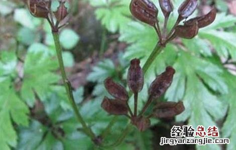 黄连怎么种好 黄连怎么种好看