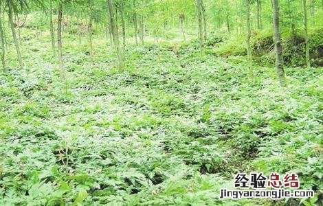 黄连怎么种好 黄连怎么种好看
