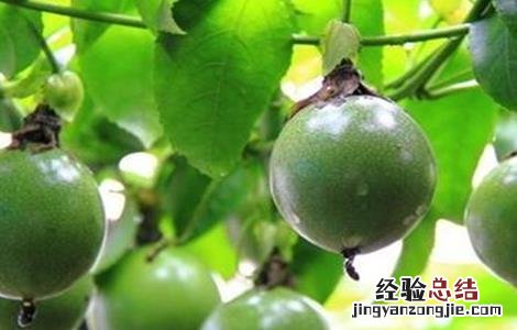 罗汉果的田间管理 罗汉果施肥管理