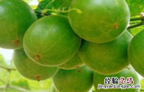 罗汉果的田间管理 罗汉果施肥管理