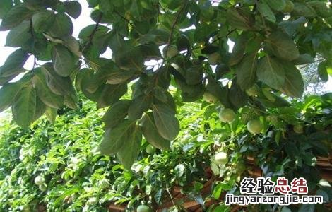 罗汉果的田间管理 罗汉果施肥管理