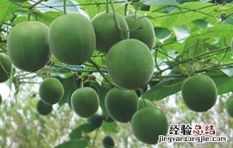 罗汉果的田间管理 罗汉果施肥管理