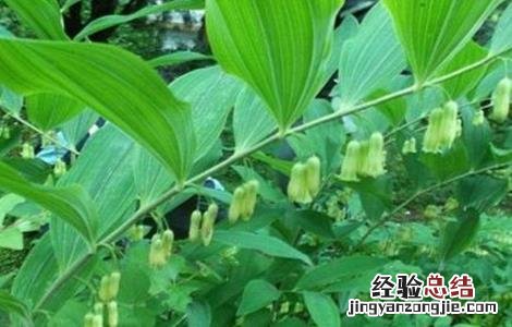 如何种植黄精种子 如何种植黄精