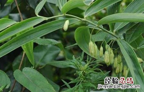 如何种植黄精种子 如何种植黄精