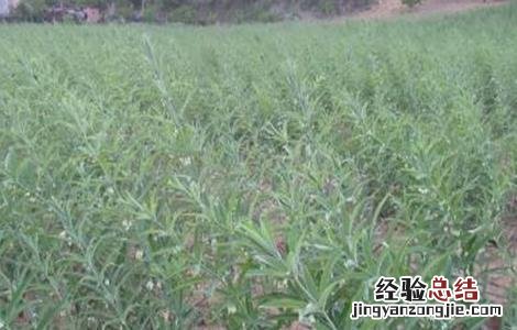 如何种植黄精种子 如何种植黄精