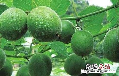 罗汉果该怎么种 罗汉果该怎么种才能活
