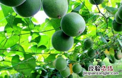 罗汉果该怎么种 罗汉果该怎么种才能活