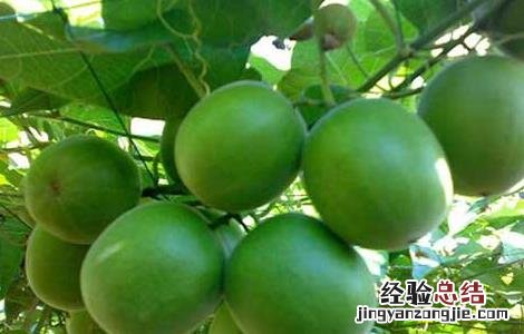 罗汉果该怎么种 罗汉果该怎么种才能活