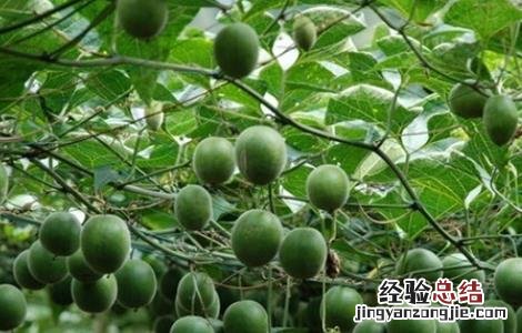 罗汉果该怎么种 罗汉果该怎么种才能活