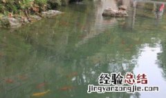 鱼塘起绿泡沫如何处理 鱼塘有绿色泡沫怎么办