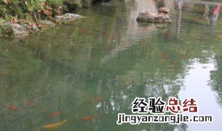鱼塘起绿泡沫如何处理 鱼塘有绿色泡沫怎么办