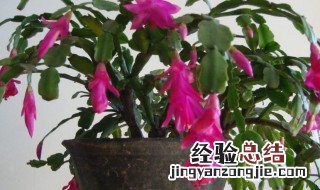 蟹爪兰一盆种几颗合适 蟹爪兰每盆栽几棵比较合适