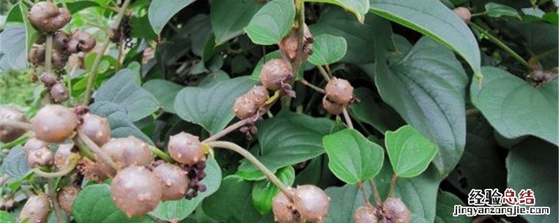 山药如何保存 夏季山药如何保存