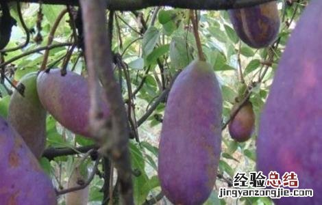 八月瓜的种植方法和管理 八月瓜的种植方法