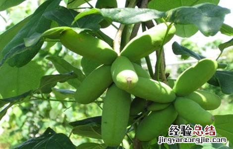 八月瓜的种植方法和管理 八月瓜的种植方法