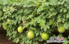 瓜蒌怎么种好 瓜蒌怎样种