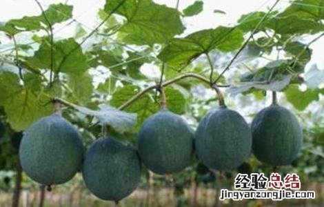 瓜蒌怎么种好 瓜蒌怎样种