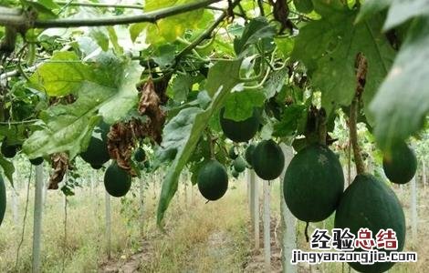 瓜蒌怎么种好 瓜蒌怎样种