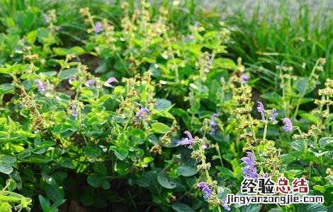 丹参高产的种植方法 丹参的种植技术