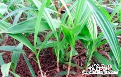 怎样提高白芨种植成活率呢 怎样提高白芨种植成活率