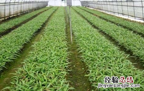 怎样提高白芨种植成活率呢 怎样提高白芨种植成活率